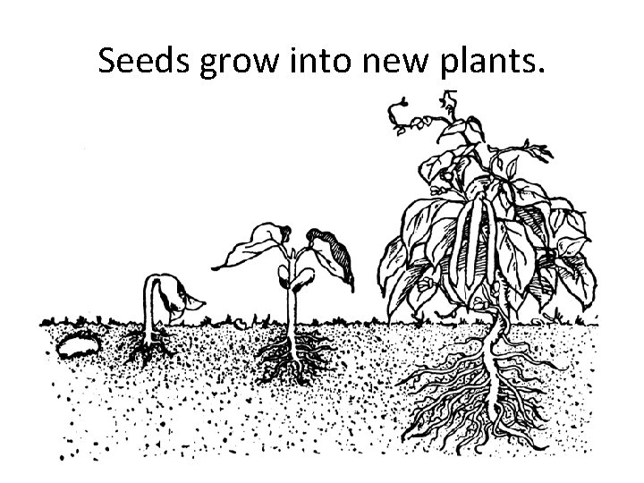 Seeds grow into new plants. 