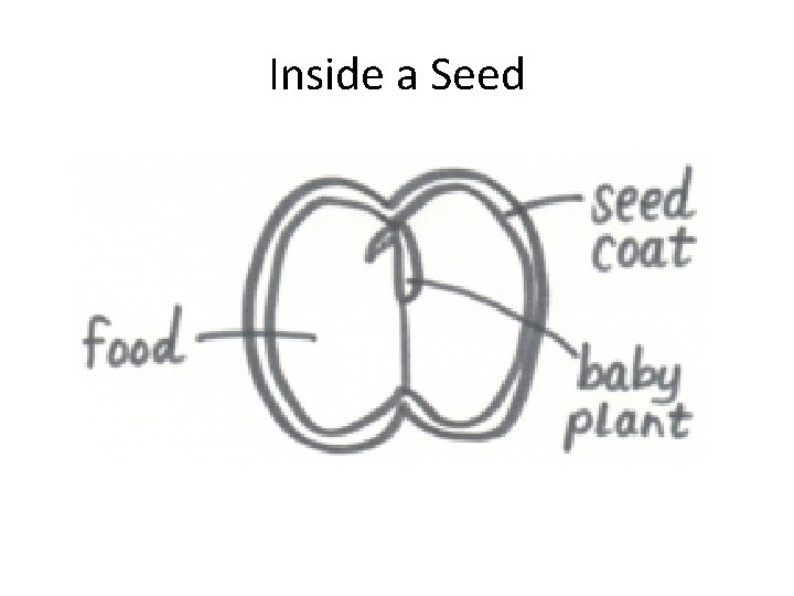 Inside a Seed 