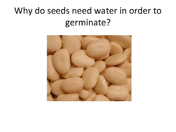 Why do seeds need water in order to germinate? 