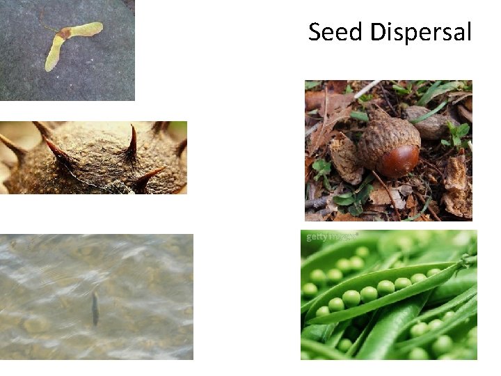 Seed Dispersal 