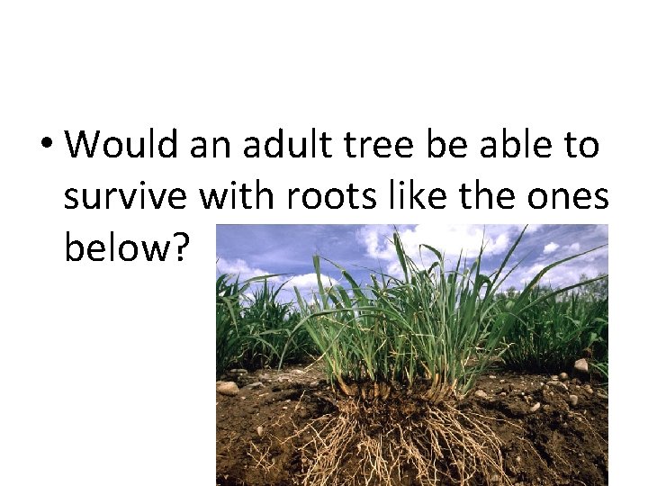  • Would an adult tree be able to survive with roots like the