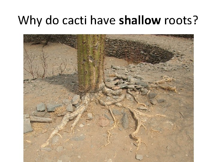 Why do cacti have shallow roots? 