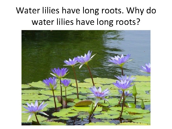 Water lilies have long roots. Why do water lilies have long roots? 