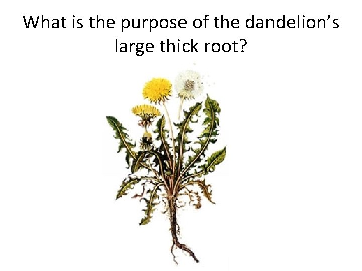 What is the purpose of the dandelion’s large thick root? 