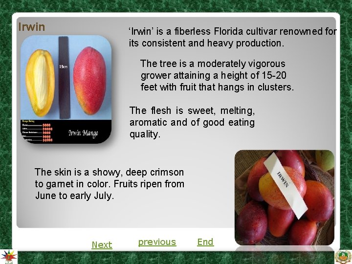 Irwin ‘Irwin’ is a fiberless Florida cultivar renowned for its consistent and heavy production. Irwin ‘Irwin’ is a fiberless Florida cultivar renowned for its consistent and heavy production.