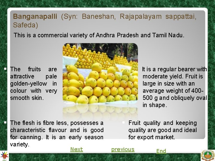 Banganapalli (Syn: Baneshan, Rajapalayam sappattai, Safeda) § This is a commercial variety of Andhra Banganapalli (Syn: Baneshan, Rajapalayam sappattai, Safeda) § This is a commercial variety of Andhra
