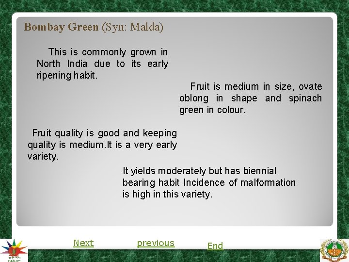 Bombay Green (Syn: Malda) This is commonly grown in North India due to its Bombay Green (Syn: Malda) This is commonly grown in North India due to its