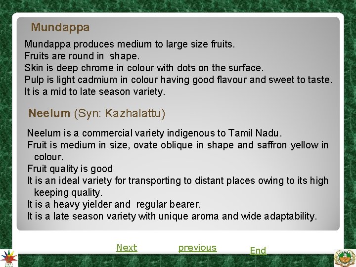 Mundappa produces medium to large size fruits. Fruits are round in shape. Skin is Mundappa produces medium to large size fruits. Fruits are round in shape. Skin is