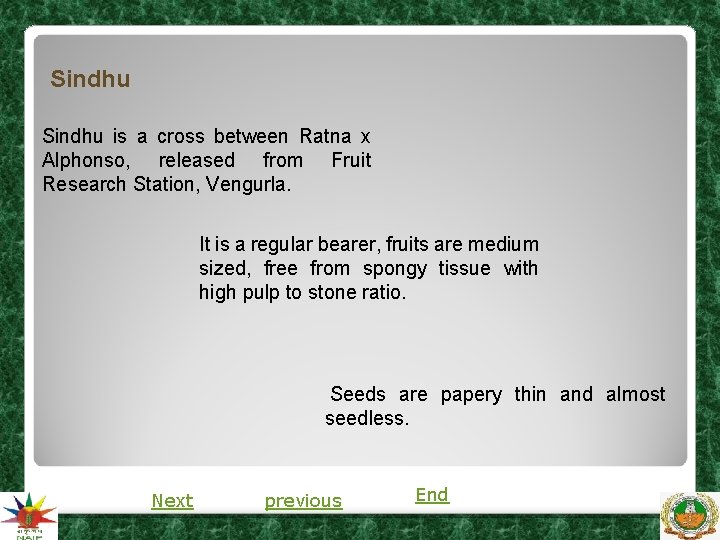 Sindhu is a cross between Ratna x Alphonso, released from Fruit Research Station, Vengurla. Sindhu is a cross between Ratna x Alphonso, released from Fruit Research Station, Vengurla.