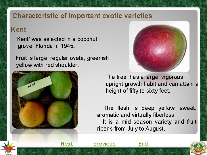 Characteristic of important exotic varieties Kent ‘Kent’ was selected in a coconut grove, Florida Characteristic of important exotic varieties Kent ‘Kent’ was selected in a coconut grove, Florida