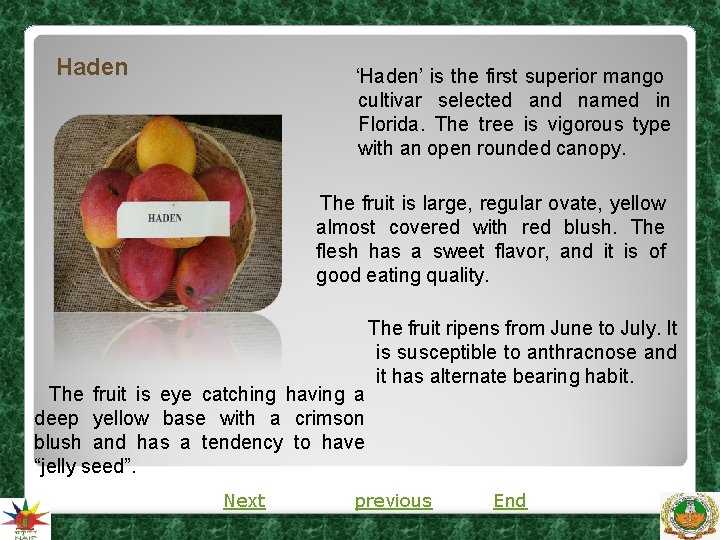 Haden ‘Haden’ is the first superior mango cultivar selected and named in Florida. The Haden ‘Haden’ is the first superior mango cultivar selected and named in Florida. The