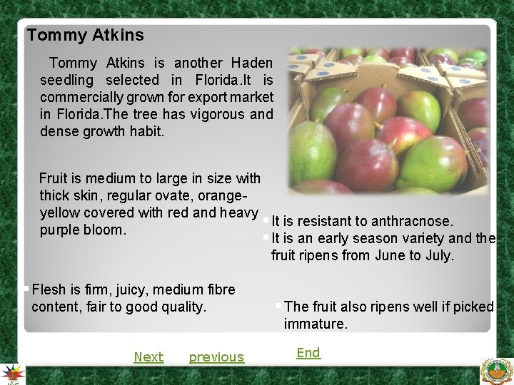 Tommy Atkins is another Haden seedling selected in Florida. It is commercially grown for Tommy Atkins is another Haden seedling selected in Florida. It is commercially grown for