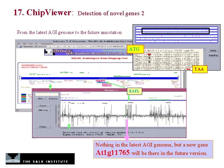 17. Chip. Viewer: Detection of novel genes 2 From the latest AGI genome to