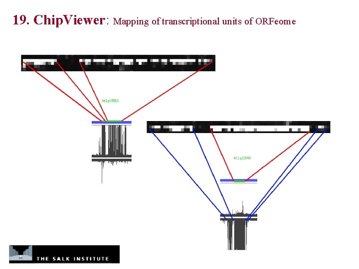 19. Chip. Viewer: Mapping of transcriptional units of ORFeome 