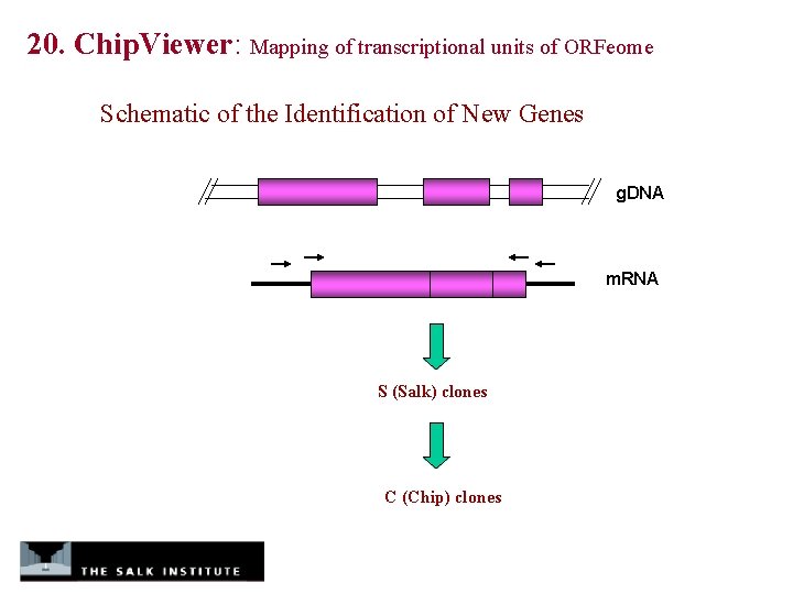 20. Chip. Viewer: Mapping of transcriptional units of ORFeome Schematic of the Identification of