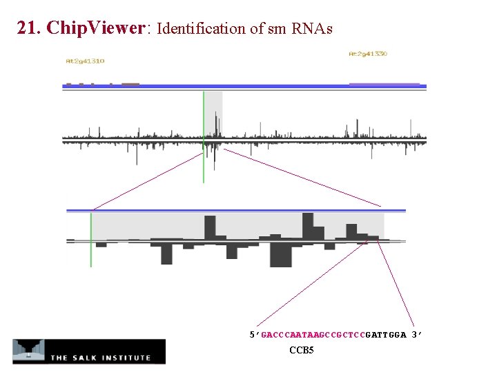 21. Chip. Viewer: Identification of sm RNAs 5’GACCCAATAAGCCGCTCCGATTGGA 3’ CCB 5 