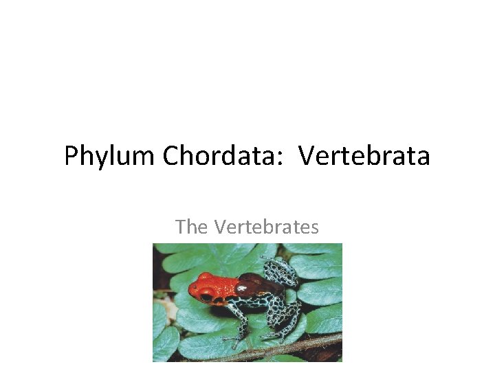 Phylum Chordata: Vertebrata The Vertebrates 