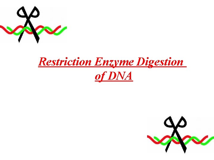 Restriction Enzyme Digestion of DNA 