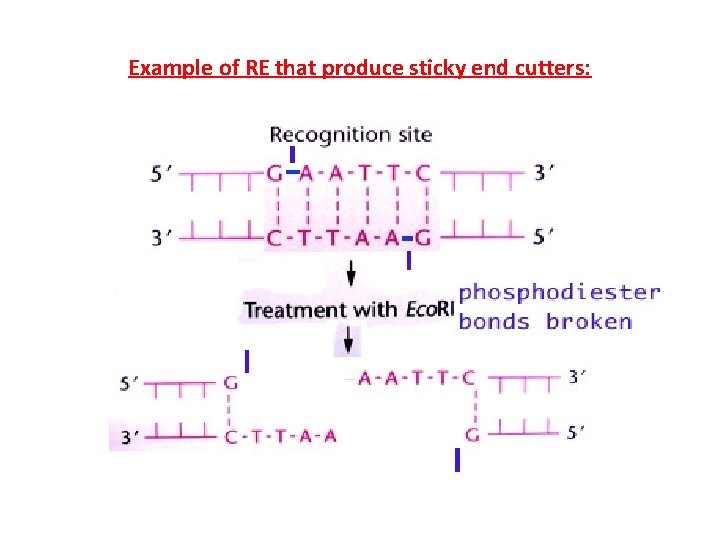 Example of RE that produce sticky end cutters: 