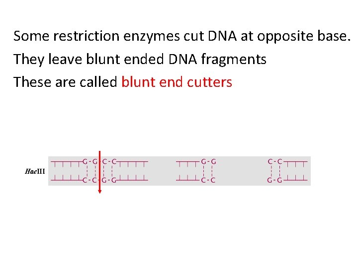 Some restriction enzymes cut DNA at opposite base. They leave blunt ended DNA fragments