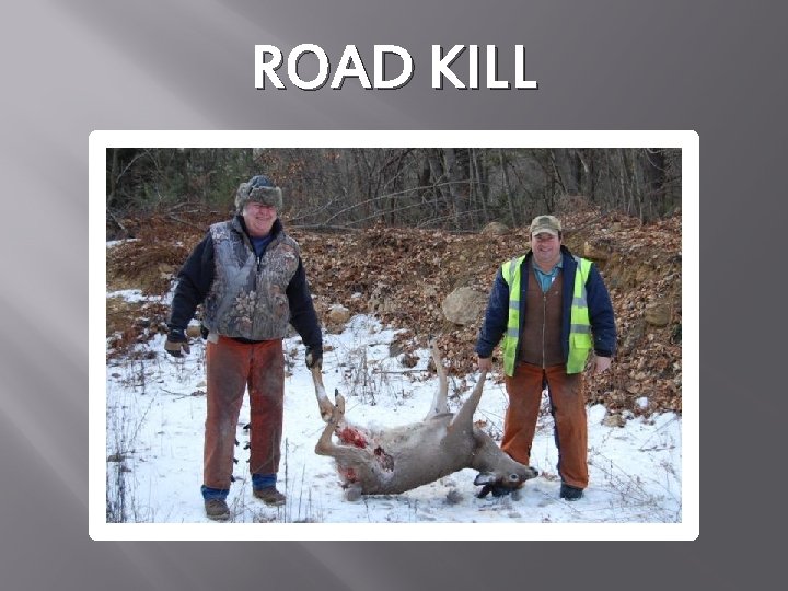 ROAD KILL 