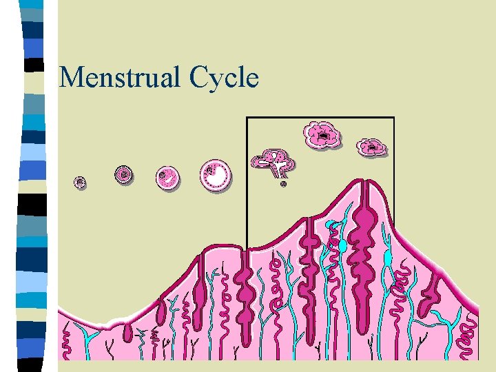 Menstrual Cycle Menstrual Cycle