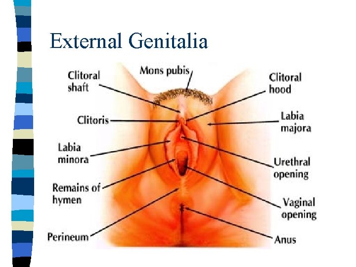 External Genitalia External Genitalia