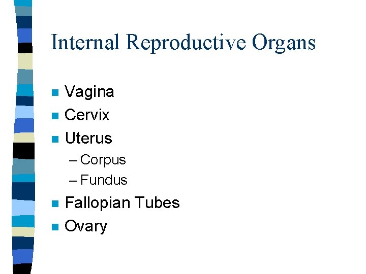 Internal Reproductive Organs n n n Vagina Cervix Uterus – Corpus – Fundus n Internal Reproductive Organs n n n Vagina Cervix Uterus – Corpus – Fundus n