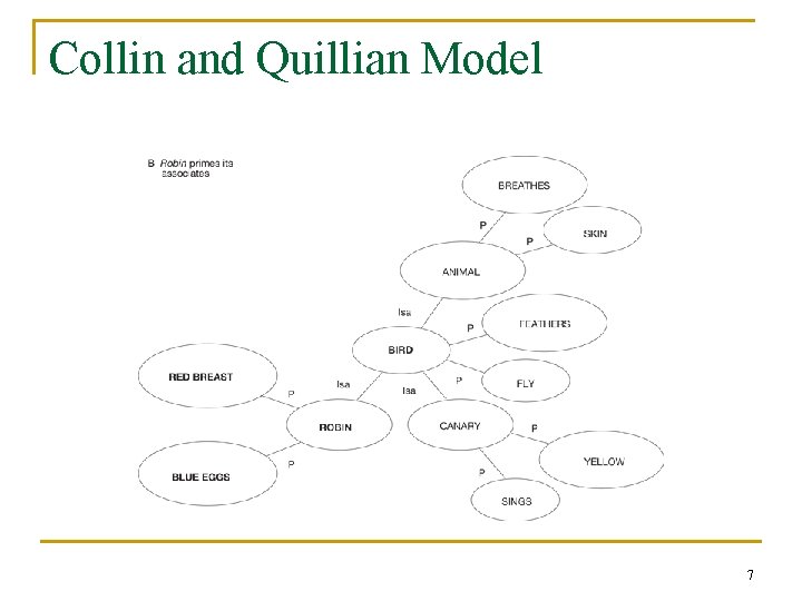 Collin and Quillian Model 7 