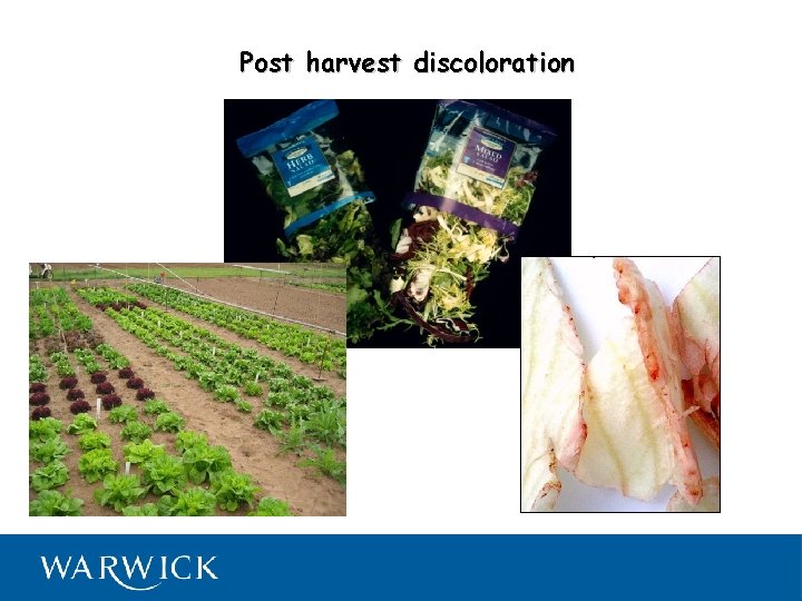 Post harvest discoloration 