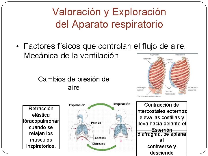 Valoración y Exploración del Aparato respiratorio • Factores físicos que controlan el flujo de