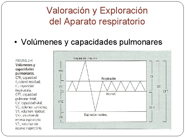 Valoración y Exploración del Aparato respiratorio • Volúmenes y capacidades pulmonares 