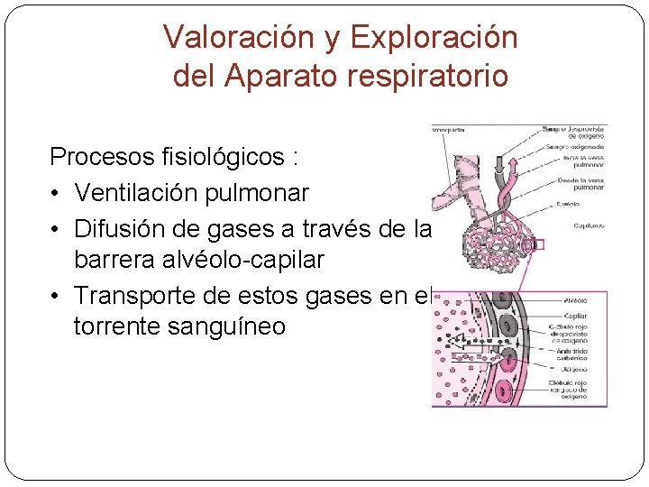 Valoración y Exploración del Aparato respiratorio Procesos fisiológicos : • Ventilación pulmonar • Difusión