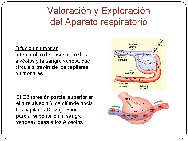 Valoración y Exploración del Aparato respiratorio Difusión pulmonar Intercambio de gases entre los alvéolos