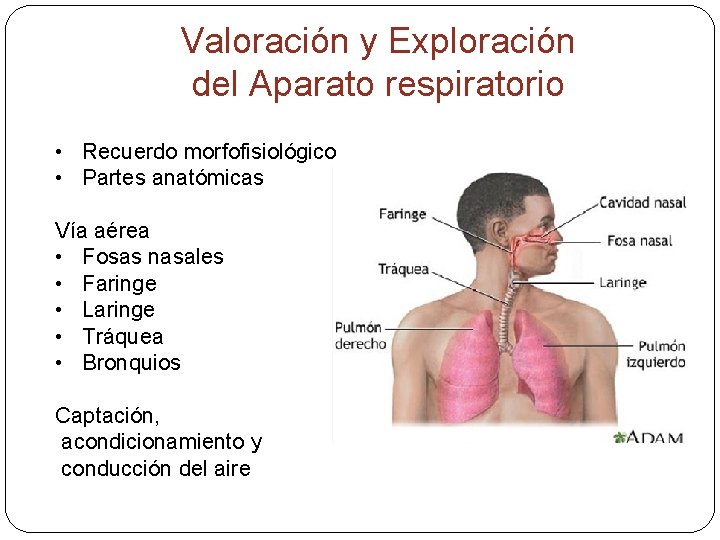 Valoración y Exploración del Aparato respiratorio • Recuerdo morfofisiológico • Partes anatómicas Vía aérea