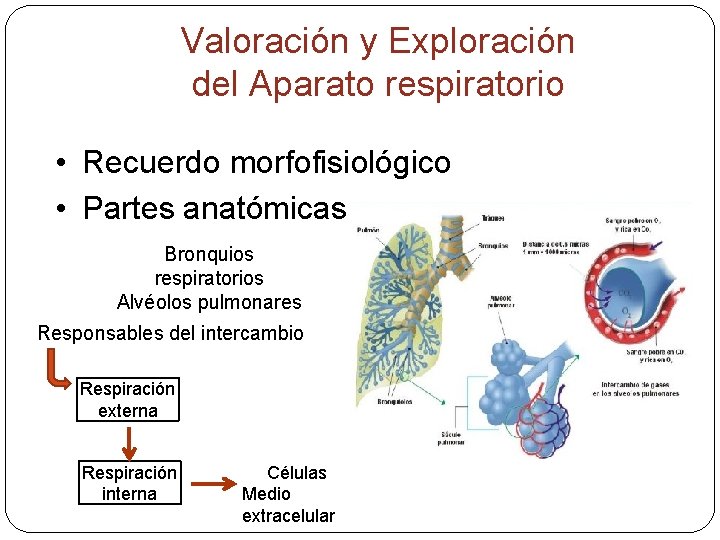 Valoración y Exploración del Aparato respiratorio • Recuerdo morfofisiológico • Partes anatómicas Bronquios respiratorios