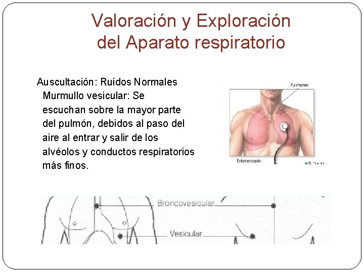 Valoración y Exploración del Aparato respiratorio Auscultación: Ruidos Normales Murmullo vesicular: Se escuchan sobre