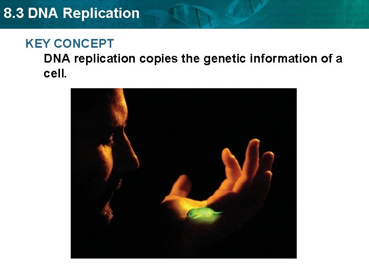 8. 3 DNA Replication KEY CONCEPT DNA replication copies the genetic information of a