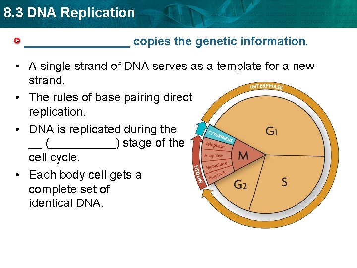 8. 3 DNA Replication ________ copies the genetic information. • A single strand of