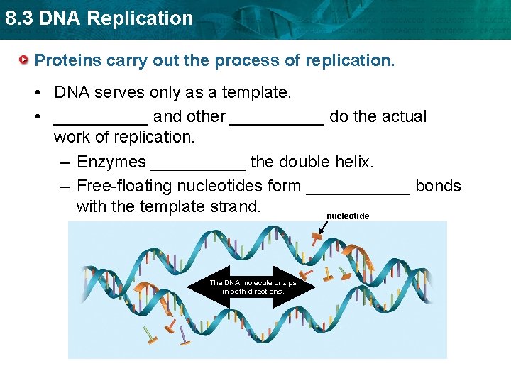 8. 3 DNA Replication Proteins carry out the process of replication. • DNA serves