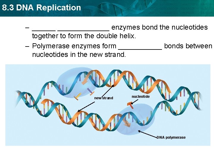8. 3 DNA Replication – _____________ enzymes bond the nucleotides together to form the
