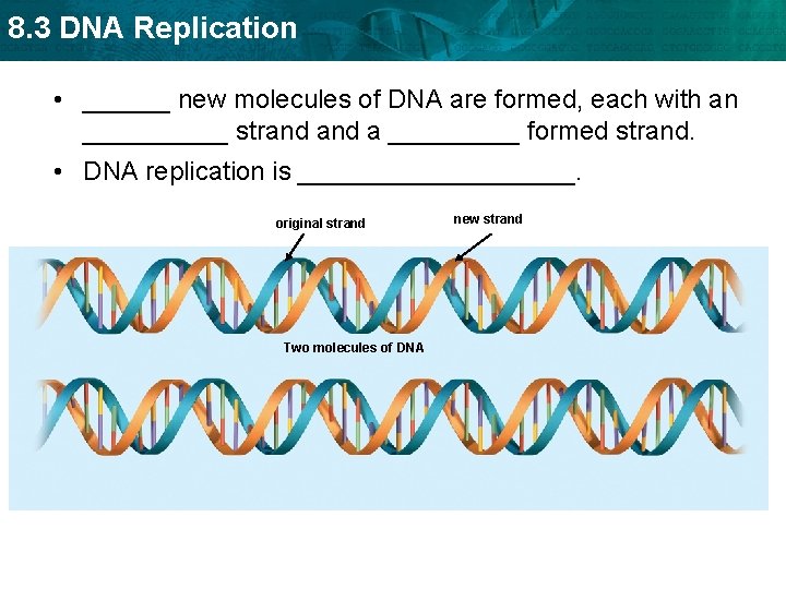 8. 3 DNA Replication • ______ new molecules of DNA are formed, each with