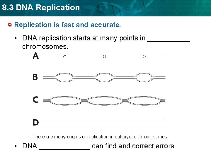 8. 3 DNA Replication is fast and accurate. • DNA replication starts at many