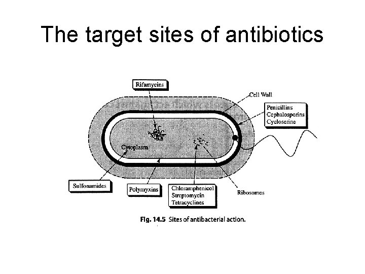 The target sites of antibiotics 