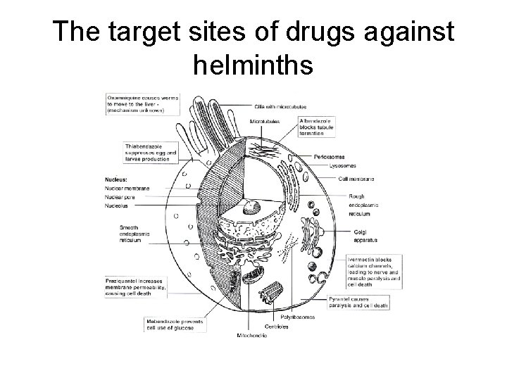 The target sites of drugs against helminths 