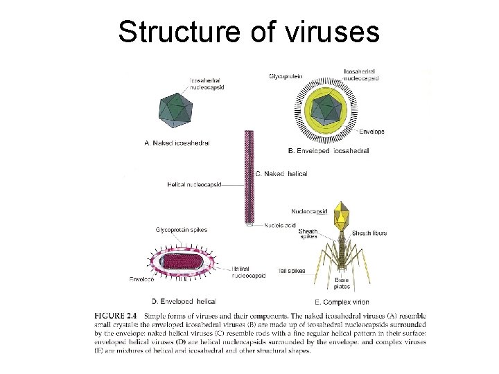 Structure of viruses Structure of viruses
