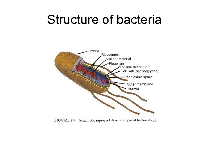 Structure of bacteria 