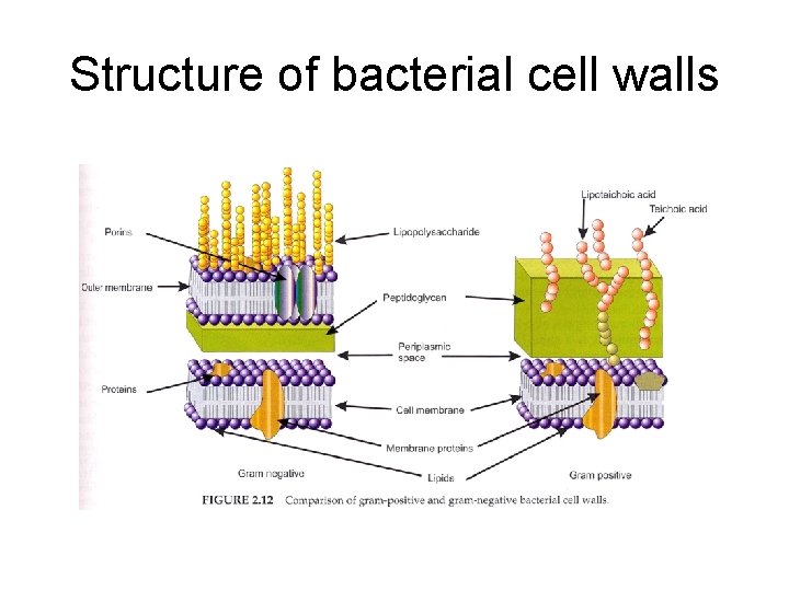 Structure of bacterial cell walls 