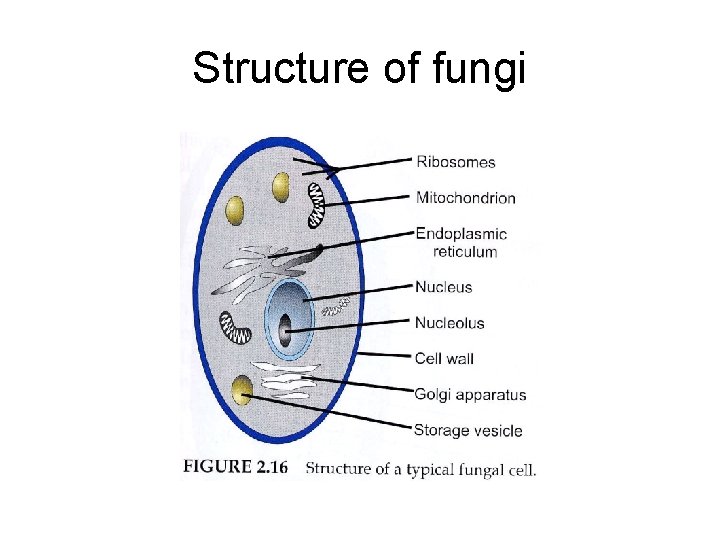 Structure of fungi 