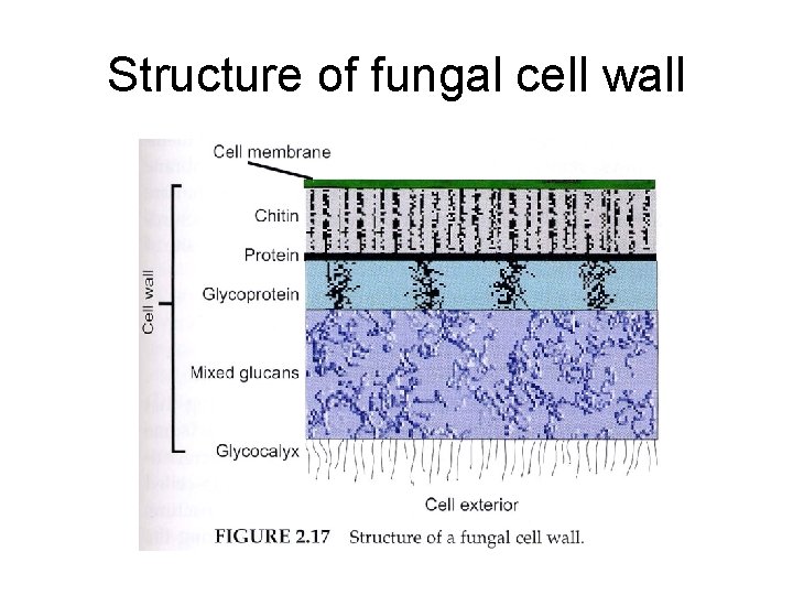Structure of fungal cell wall 